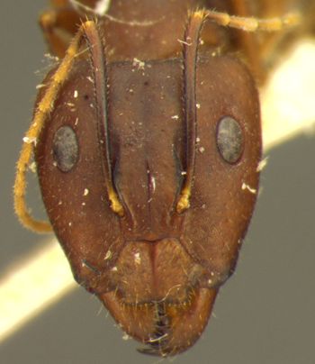 Media type: image;   Entomology 21499 Aspect: head frontal view